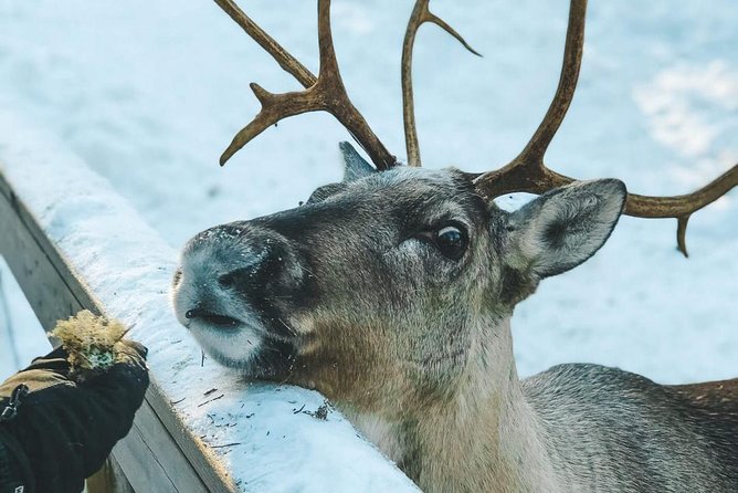 PRIVATE Reindeer Park Adventure by VIP Car - Visit Nuuksio National Park and Reindeer Farm