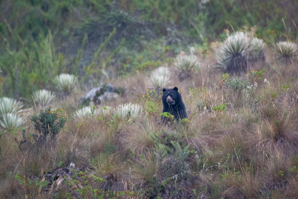 Private Sight Tour Chingaza Paramo From Bogota, Andean Bear - Refund Policy