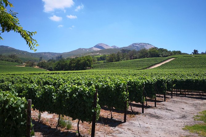 Private Stellenbosch, Franschhoek Paarl Wine Tour From Cape Town - Customer Reviews and Feedback