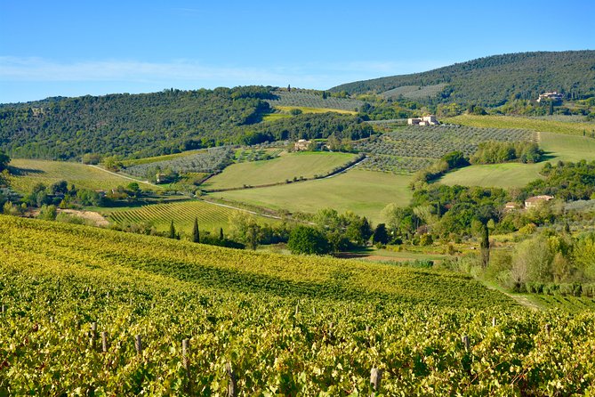 Private Tour: Chianti Region Tour by Minivan - Traveler Reviews