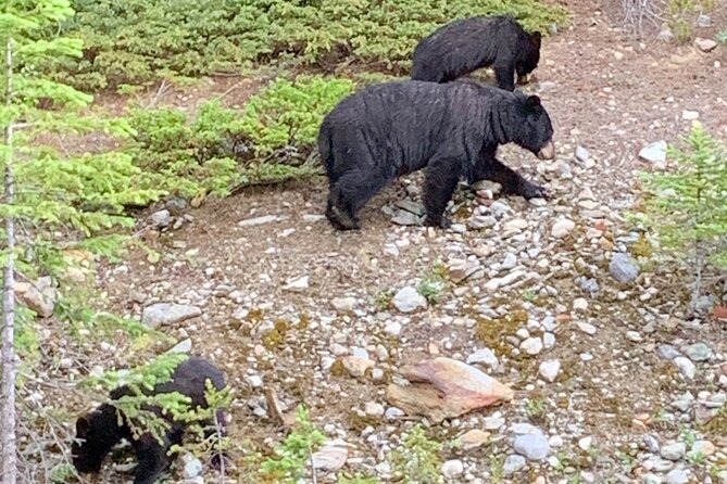 Private Tour for up to 24 Guests of Lake Louise and the Icefield Parkway - Inclusions and Exclusions