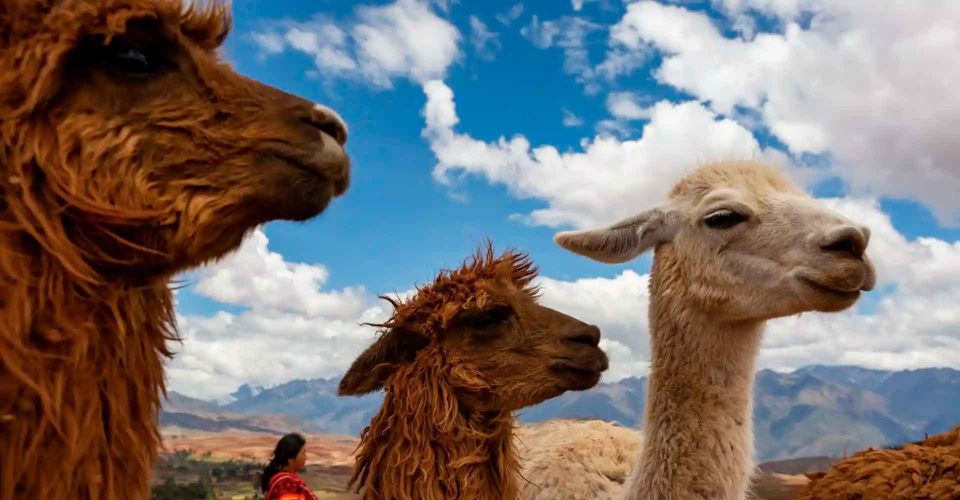 Private Tour From Cusco Llama Treking Healing With Clay - Experience Highlights