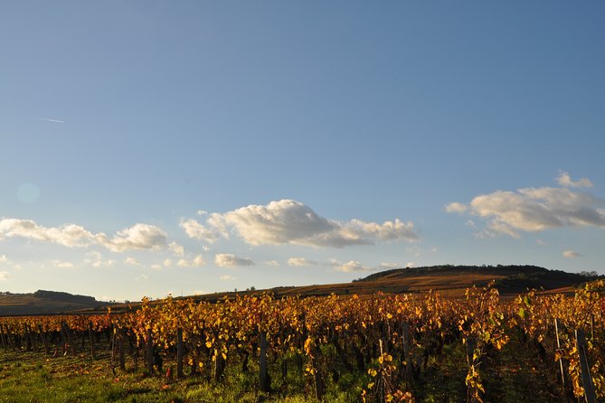 Private Tour Full Day Côte De Beaune - Full Day Wine Tour Packages