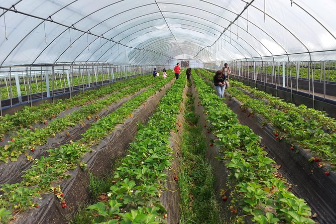 [Private Tour] Organic Strawberry Farm & Nami Island & Petite France - Customer Reviews