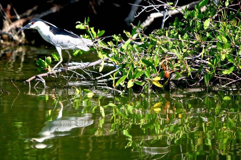 *Private Turtle Hatching 3 Palos Lagoon & Crocs Farm & Lunch - Experience Highlights