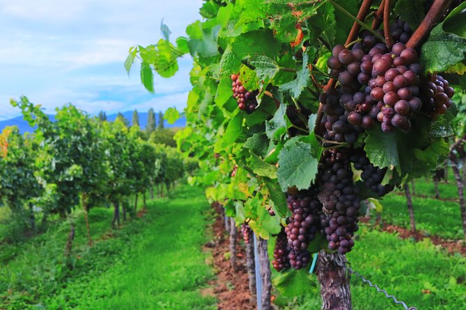 Private Valpolicella Day Trip From Venice: Wine Tasting and Verona - Wine Tasting Experience