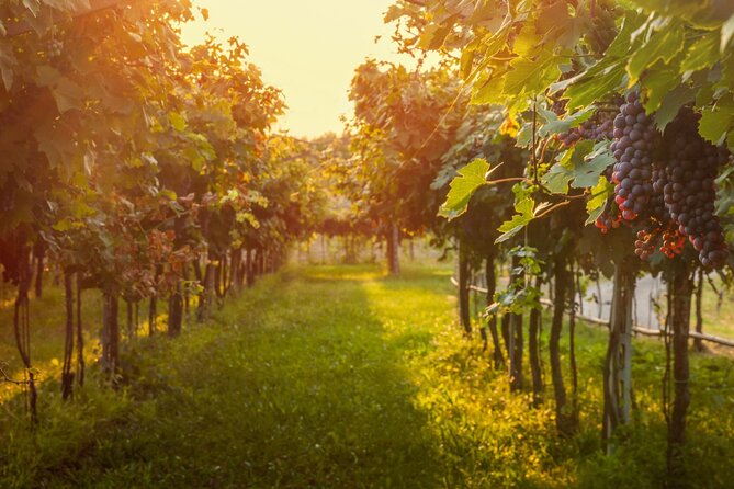 Private Walking Tour in Baden Neuweirs Vineyard - Important Booking and Cancellation Policies