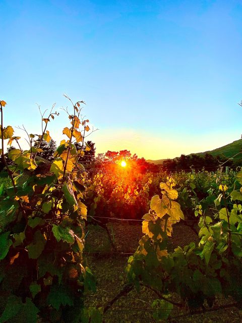 Private Wine Tasting & Panorama Sunset - Experience Highlights