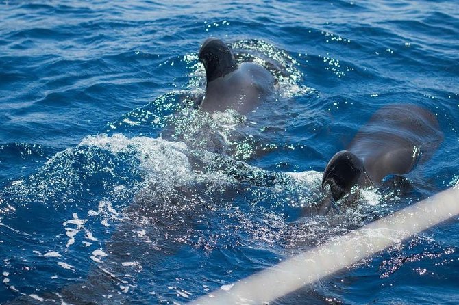 Private Yacht Charter With Whale Watching and Snorkeling  - Tenerife - Logistics Information