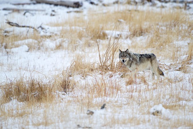 Private Yellowstone Wolf Watching & Wildlife Safari Lunch - Enjoy a Private Wolf Watching Tour