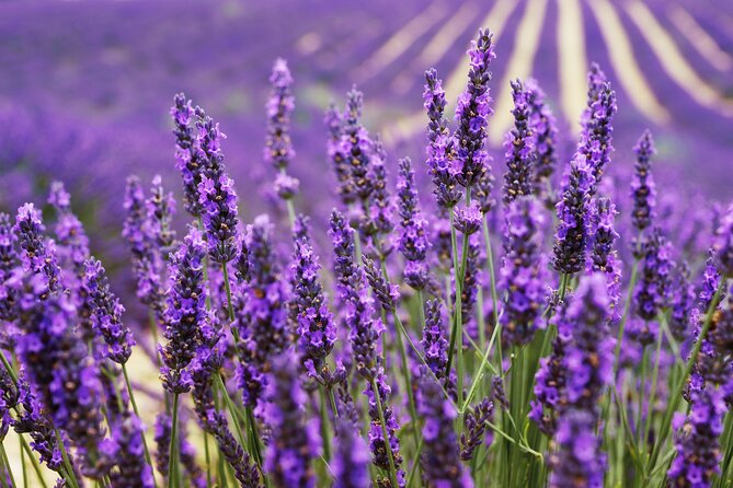 Provence Shared Half Day Lavender Tour From Aix En Provence - Tour Guide Information