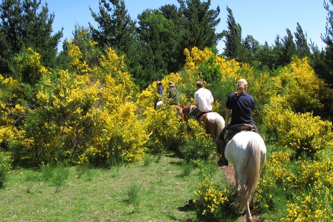 Pucon, Chile: Horseback Trail Riding Excursion  - Pucón - Tour Details and Inclusions