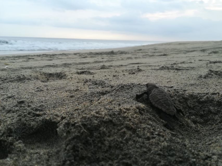 Puerto Escondido: Turtle Release and Bioluminescent Plankton - Booking and Payment Options