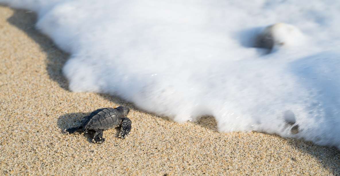 Puerto Escondido: Turtle Release Experience - Reservation Information