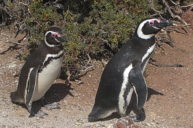 Puerto Madryn Shore Excursion: Private Day Trip to Punta Tombo Penguin Colony - Itinerary