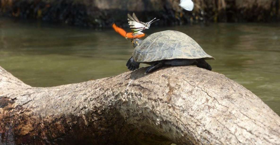 Puerto Maldonado: 4 Days Kayak Tour - Adventure Activities