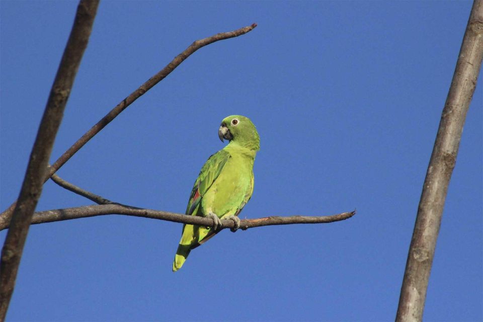 Puerto Maldonado: Parrot and Macaw Clay Lick Excursion. - Encounter Diverse Wildlife Up Close