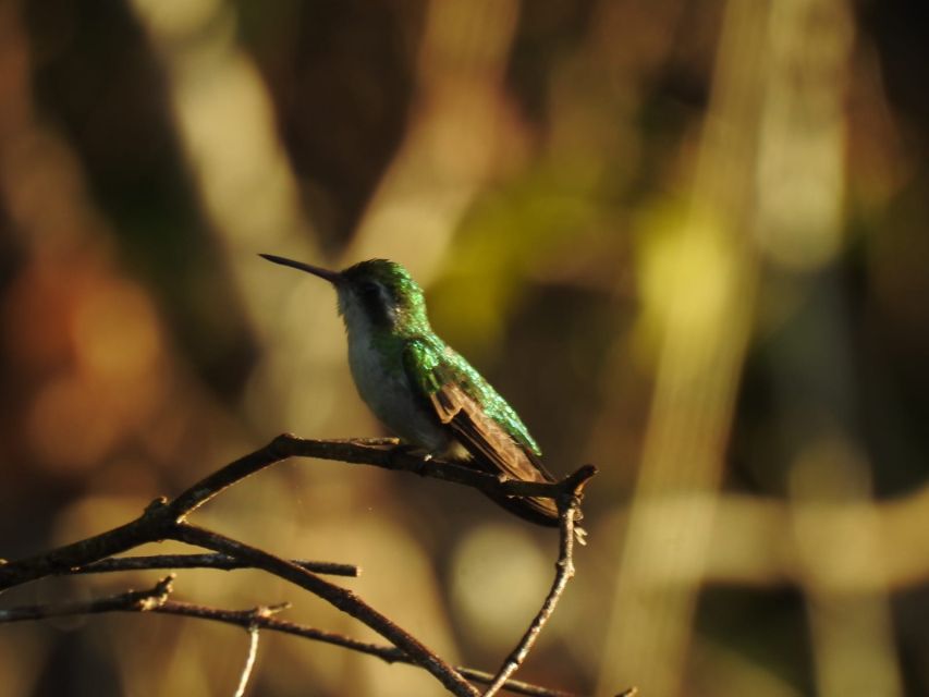 Puerto Morelos: Cenotes Birdwatching Tour Route - Experience Highlights