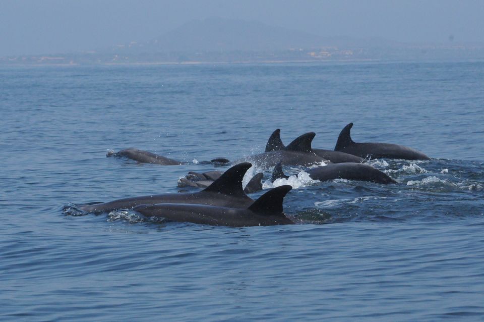 Puerto Vallarta: Dolphin Watching Cruise With a Biologist - Experience Highlights