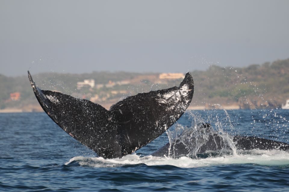 Puerto Vallarta: Humpback Whale Research Adventure Tour - Starting Location and Return