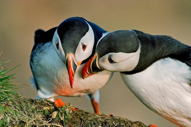 Puffin Cruise With Expert Tour Guide From Reykjavik - Meeting Point and Check-in Procedures