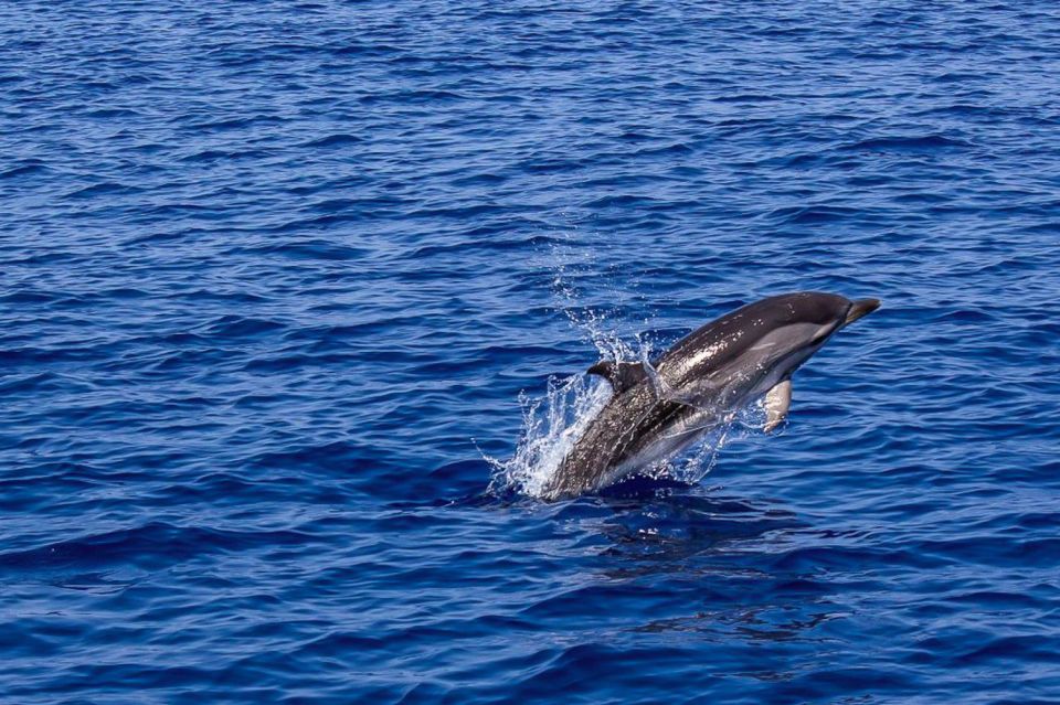 Pula: Dolphin Watching Sunset Cruise With Dinner - Food Options