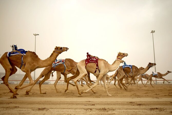 Qatar West Coast Tour to Richard Serra Sculpture and Mushroom Rock Formation - Itinerary Details