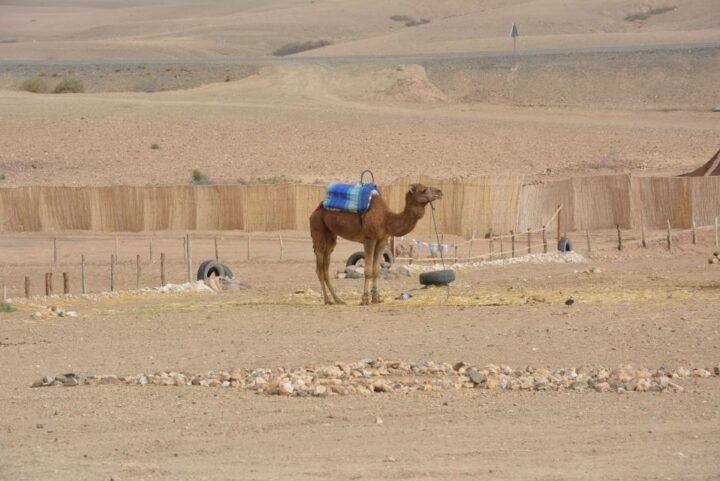 Quad, Camel & Tea: Marrakech Desert and Mountain Exploration - Experience at Agafay Desert Camp