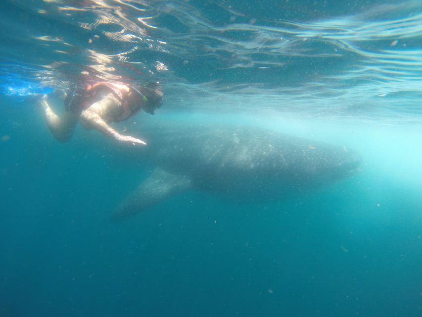 Quintana Roo: Whale Shark Swim, Private Boat Trip, and Lunch - Experience Highlights