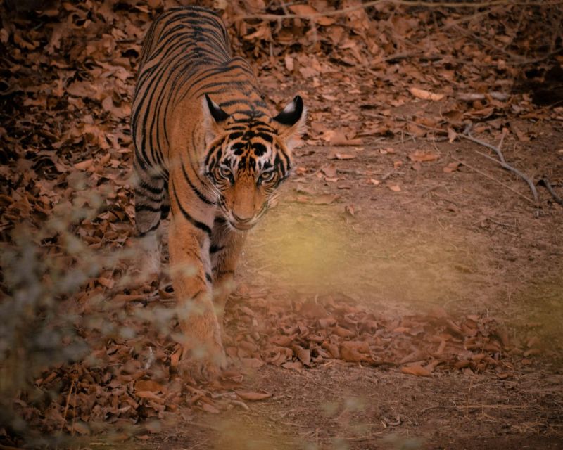 Ranthambore Safari by Canter ( 20 Seater Bus) - Canter Safari Method and Benefits