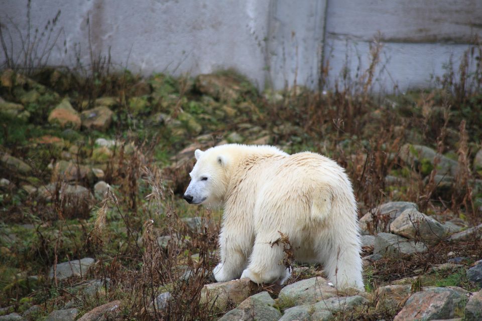 Ranua the Northernmost Zoo Wildlife Park Guided Tour - Experience Highlights