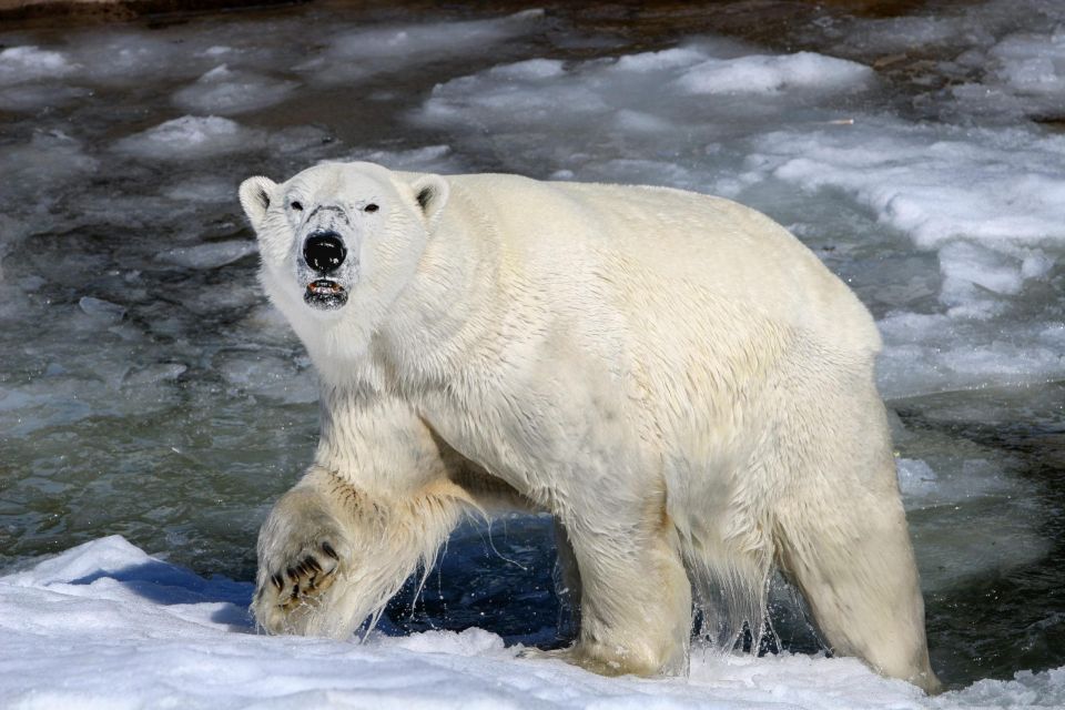 Ranua Wildlife Park Day: Visit the Arctic Animals - Experience Highlights