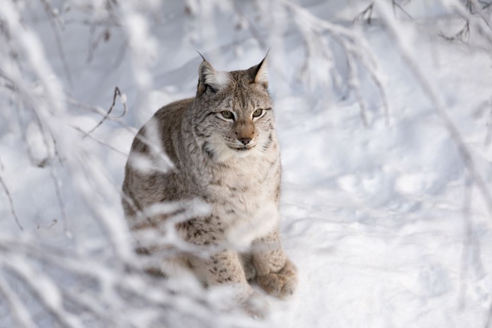 Ranua Wildlife Park Day: Visit the Arctic Animals - Highlights of the Activity