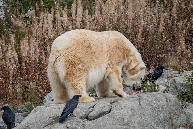 Ranua Wildlife Park in Summer and Autumn From Rovaniemi - Wildlife Encounters in Summer