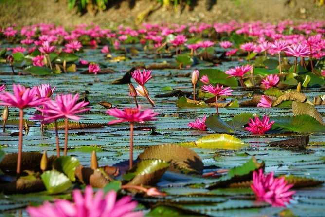 Red Lotus Garden Market With Thai Culture Halfday Tour - Market Visit Highlights