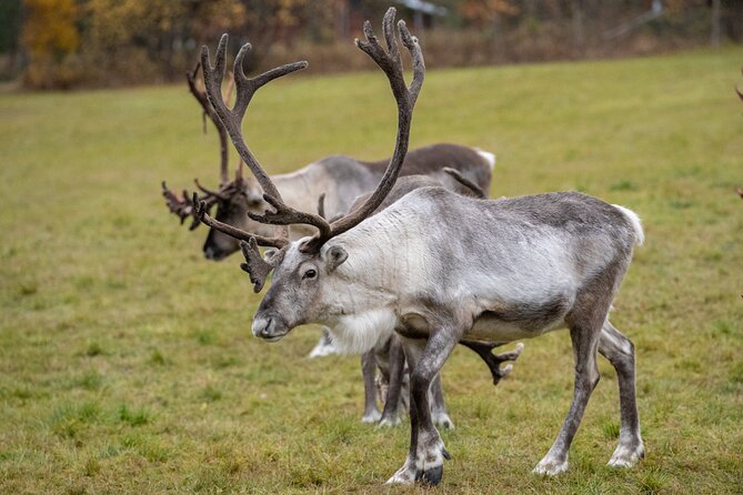 Reindeer Farm Experience in Summer and Autumn From Rovaniemi - Additional Information for Visitors