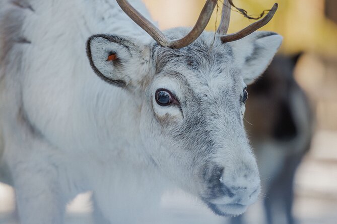 Reindeer Farm Visit With Sledge Ride - Additional Information