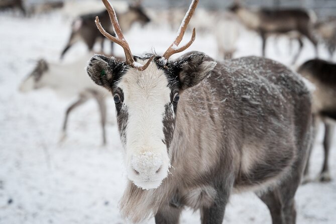 Reindeer Husbandry Experience in Levi - Tour Confirmation Details