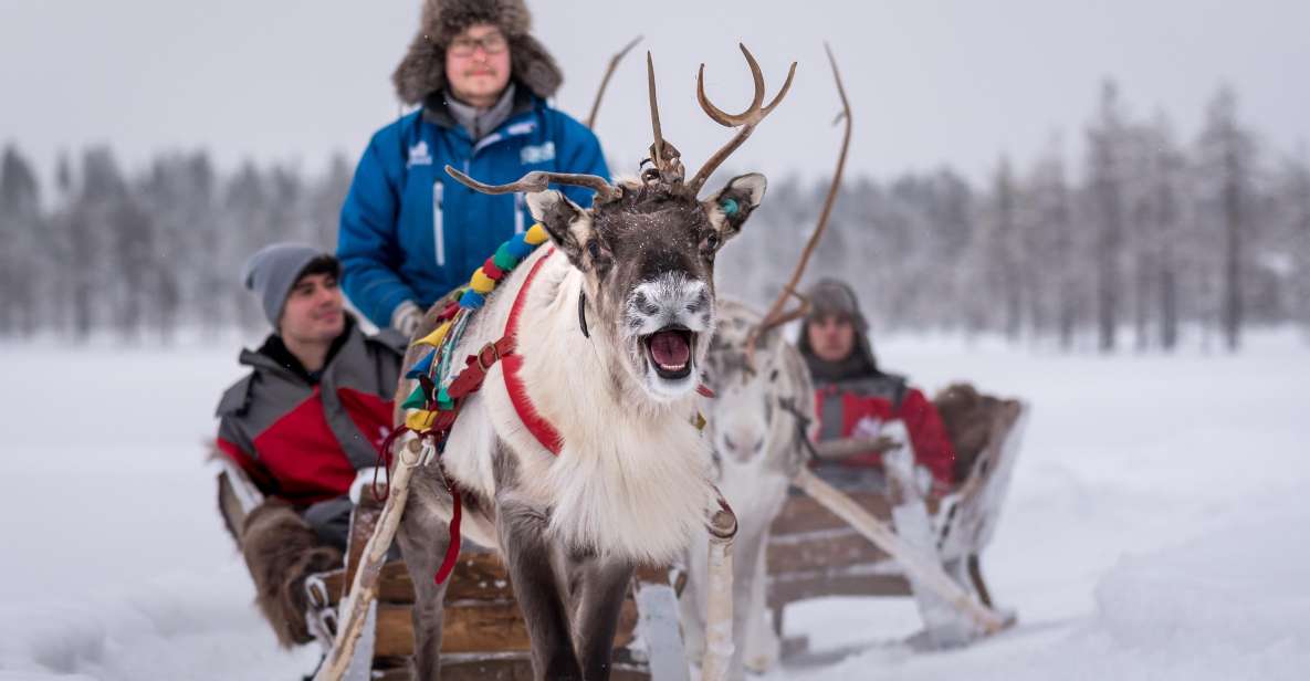 Reindeer Safari and Visit to Reindeer Farm - Experience Itinerary