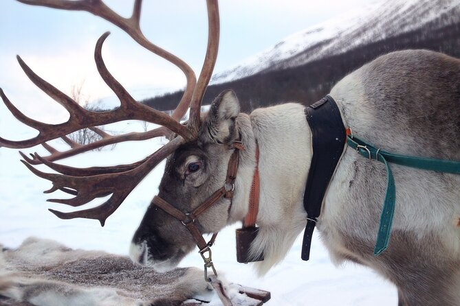 Reindeer Sleigh Ride Forest Safari - Cancellation and Refund Policy