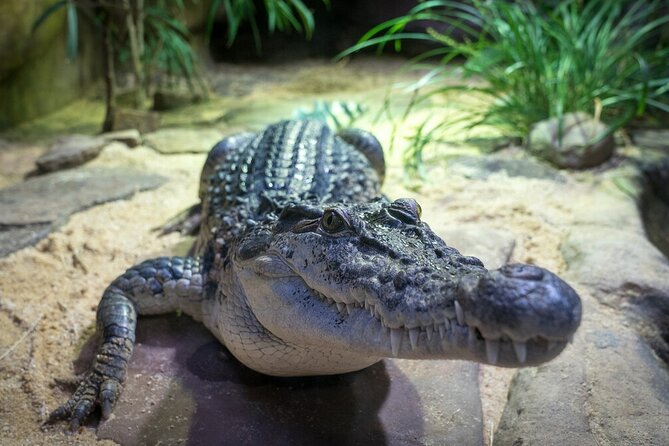 Reptile House Experience at Melbourne Zoo - Excl. Entry - Meeting and Logistics