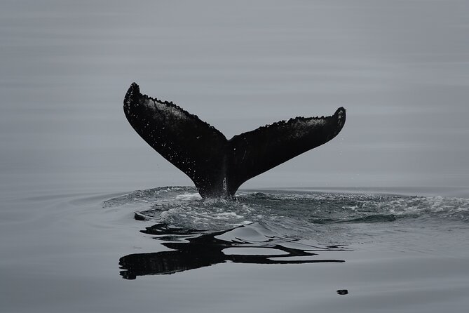 Reykjavík Bay Arctic Rose Whale Watching Excursion - End Point and Cancellation Policy
