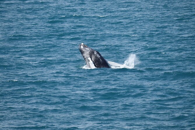 Reykjavik: Minke and Humpback Whale-Watching Tour - Departure Point