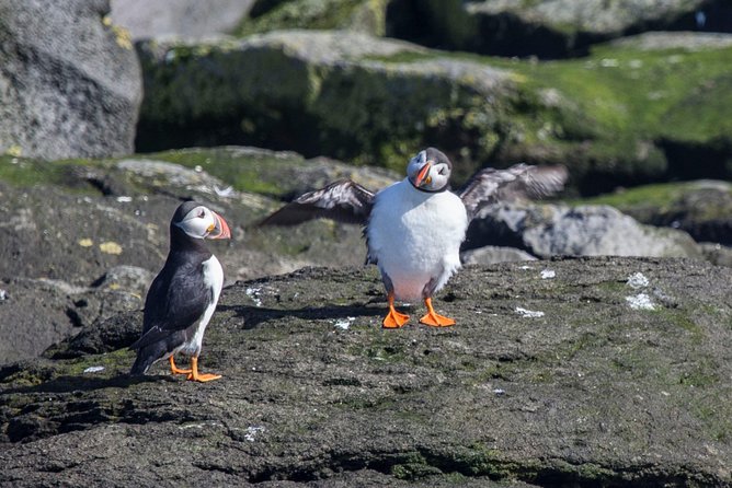Reykjavik Shore Excursion: Puffin Sightseeing Cruise - Onboard Experience and Highlights