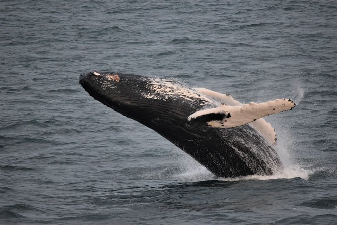 Reykjavik Shore Excursion: Whale-Watching Cruise - Wildlife Sightings