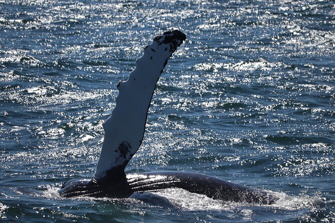 Reykjavik Whale Watching and Lava Show - Additional Information and Updates