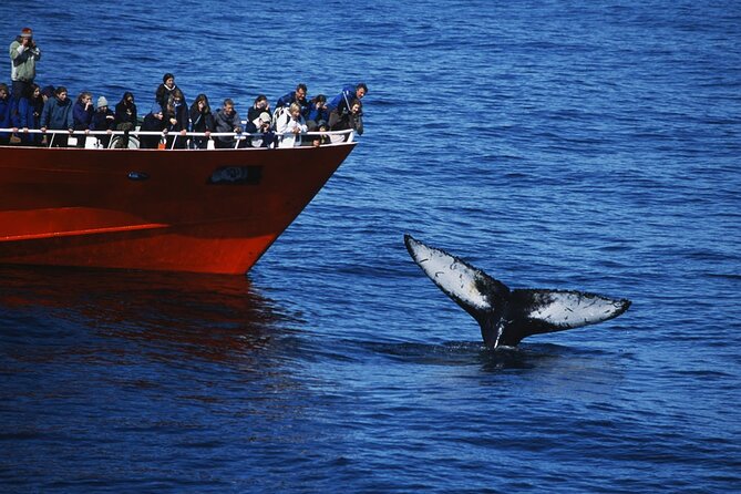 Reykjavik Whales & White Water Rafting Adventure - Reviews and Ratings