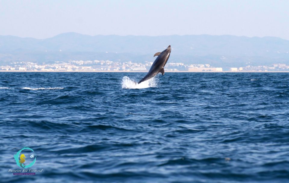 Ria Formosa: Dolphin-Watching Boat Tour - Experience Highlights