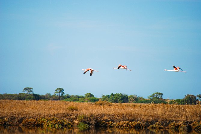 Ria Formosa Natural Park Birdwatching Segway Tour From Faro - Environmental Importance