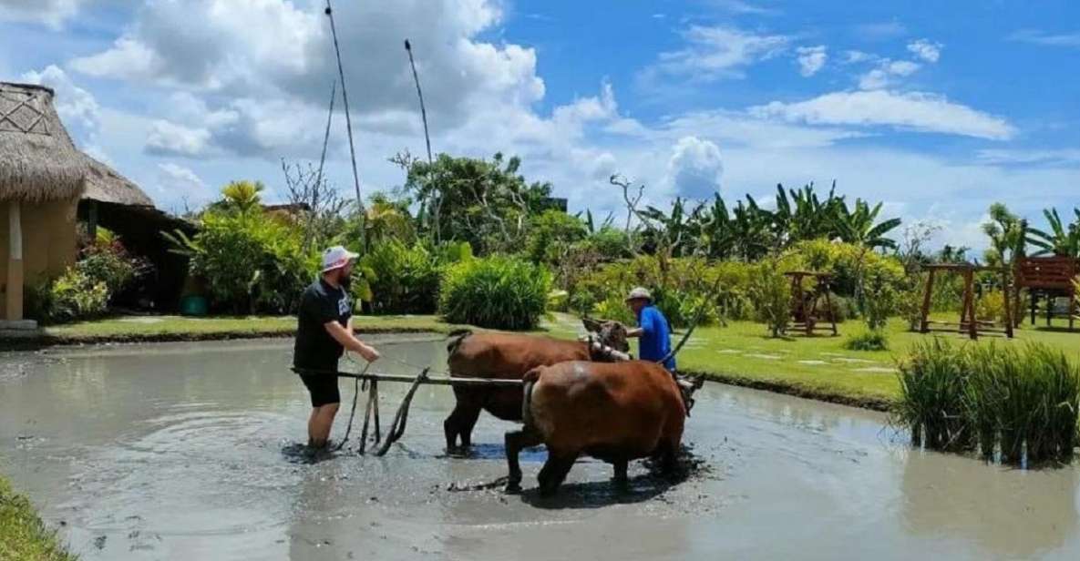 Rice Farming and Bali Village Life - Group Size and Personalization